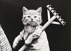 DraftKings Rake Cat